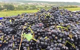 20161003_114356358_ios