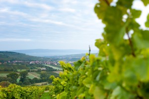 20110923075927_SOLO0762     