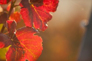 20111003081451_SOLO2262    