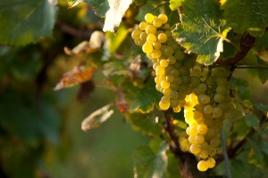 20111003082521_SOLO2268     