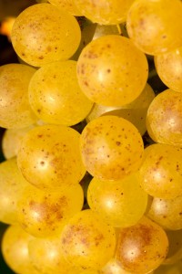 20111003083041_SOLO2281      